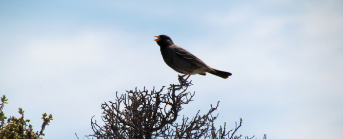 Día Internacional de las Aves